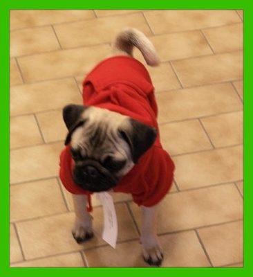 sudaderas para perros grandes