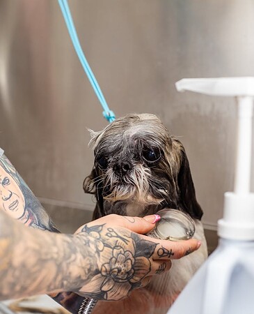 A Shih Tzu getting a bath by a tattooed groomer in a professional setting. Pet care in action. A Shih Tzu getting a bath by a tattooed groomer in a professional setting. Pet care in action.