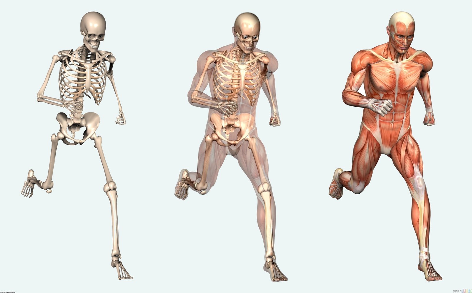 Human Body Facts