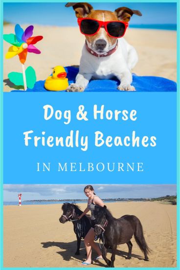 Dog and horse friendly beaches near Melbourne and Mornington Peninsula, open all year round,