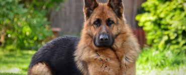 protection for a franchise business