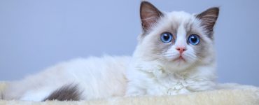 cat picture relating to story about orlando cat cafe