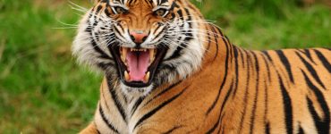 today's senior care franchisees need to be tigers
