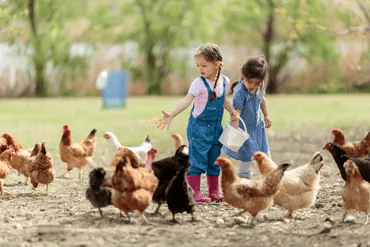fresh quality hatching eggs for sale lincolnshire