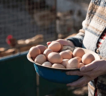 fresh quality hatching eggs for sale lincolnshire