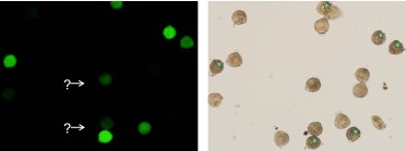 Pollen Analysis with the Ampha Z32 is faster and more accurate than analysis with microscopy.