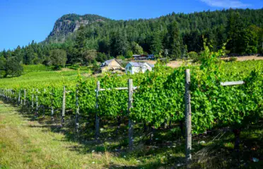 visit a gulf island winery