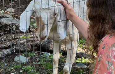 goat on gulf island