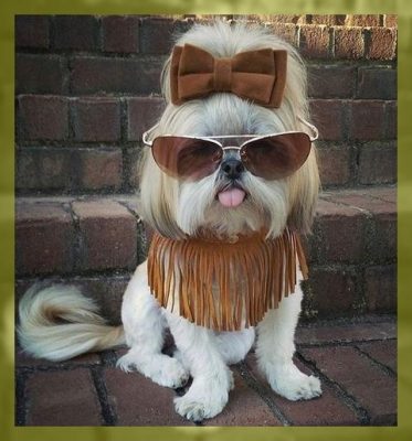 imagenes de ropa de moda para perros