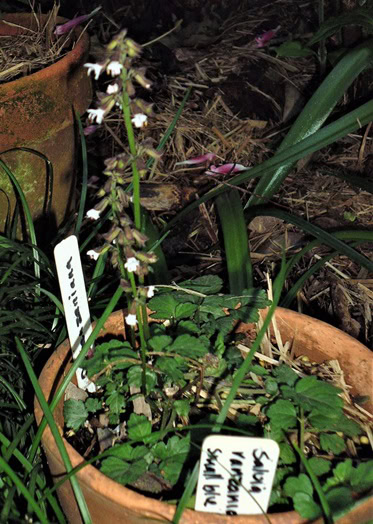 Salvia ranzaniana