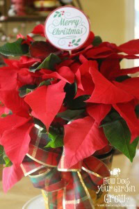 Poinsettia Hostess Gift Idea