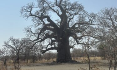 Die Makgadikgadi Pans - Kukonje Island - Baobabtree