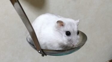 ハムスターの卵の与え方！ゆで卵、生卵、黄身、白身の違いと適量は？