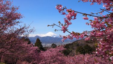 2025年開花情報】松田町西平畑公園「河津桜」が見ごろとなりました