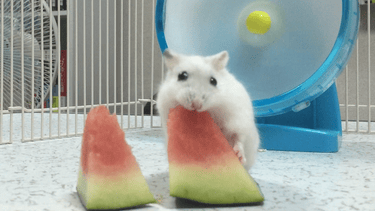 ハムスターにスイカをあげよう！種・皮・量の注意点！動画付