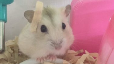 ハムスターのくしゃみの原因！止まらない時の対応とストレスについて