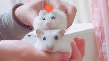 ハムスターがかわいい理由！なぜハムスターはかわいいのか徹底解明！