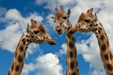 やっていませんか？こんなアドバイス…～カウンセリングの技術から考える正しいアドバイス方法～