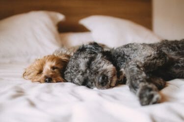 睡眠の「質」に注目してみる