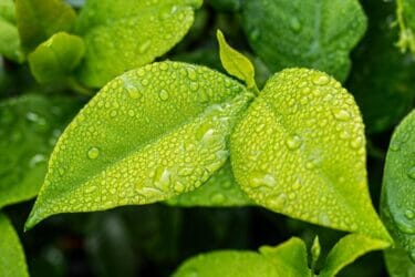 ただ森を歩く…カウンセラーが見つけた自分に優しいリフレッシュ法