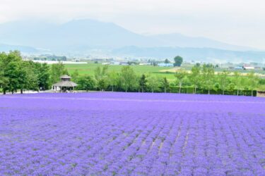ラベンダー-日の出公園-富良野