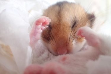 ハムスターの毛が抜ける原因！はげ・脱毛の症状・老化・治療について