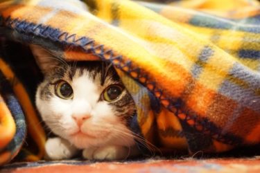猫の寒さ対策グッズ15選！100均を活用して手作りこたつ！