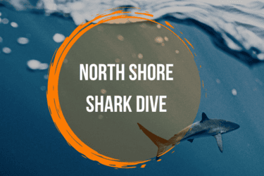 Image from North Shore Shark Dive Image from North Shore Shark Dive