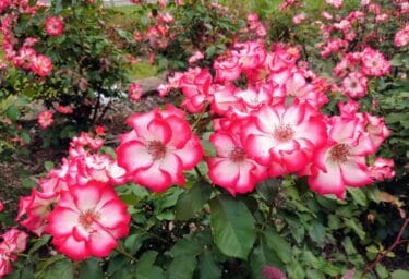 HSPについて⑮～夏の過ごし方