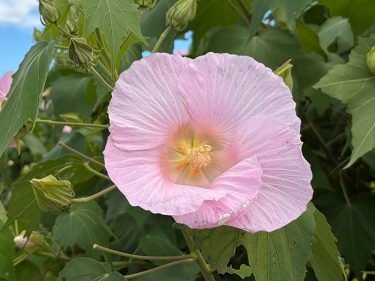 2026年開花情報】南足柄市で、酔芙蓉が咲き始めましたよ♪ | アシガラッテ
