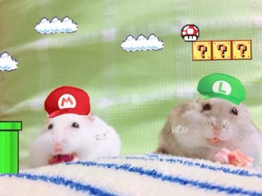 ハムスターの名前候補200選！人気の由来をランキングで紹介！