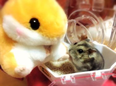 ハムスターの保険は入るべきか？入らない判断基準と安い保険料はどこ？