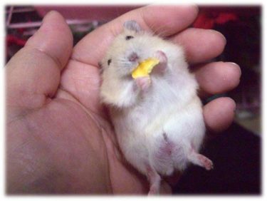 ハムスターのバナナの与え方！生とバナナチップそれぞれの注意点！