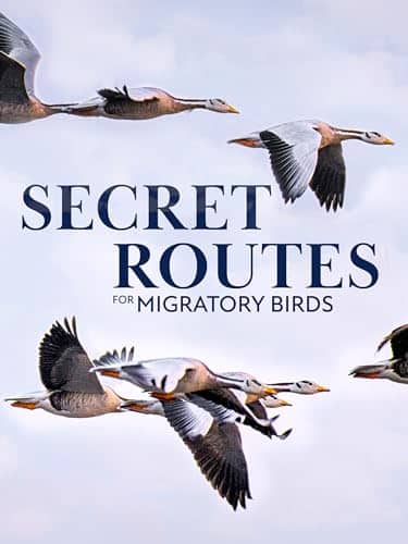 Migratory Bird Season 2024