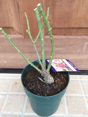 ペッシュボンボンの大苗
