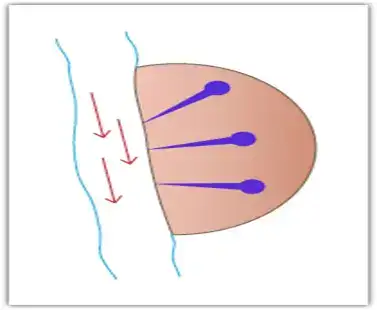 Anatomia e Patologia della prostata