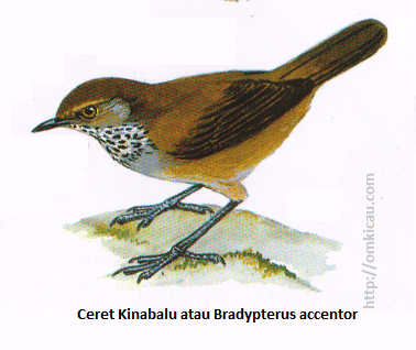 Ceret Kinabalu atau Bradypterus accentor - Coklat kemerahan gelap, tenggorokan berbintik putih, hitam dan abu-abu, alis rnerah bata. Ceret Kinabalu atau Bradypterus accentor - Coklat kemerahan gelap, tenggorokan berbintik putih, hitam dan abu-abu, alis rnerah bata.