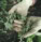 plevel