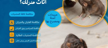 كيف تفرق بين قضم الفئران وأضرار الحشرات الأخرى في أثاث منزلك؟