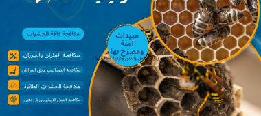الفرق بين النحل والدبور وكيفية مكافحتها