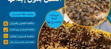 كيف أتخلص من خلية النحل بدون إيذائها