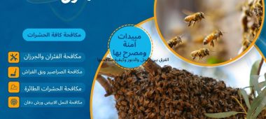 هل يجوز قتل النحل في المنزل