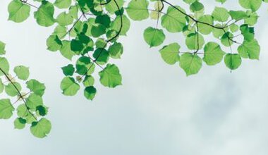 Bir bitkinin yaprağı, kendisi kadar faydalı olabilir. Bitki yaprakları, genellikle