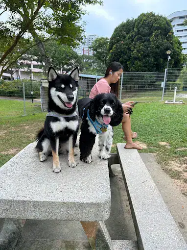 ClementiWoodsParkDogRun(Google)Xiaoyan Zhao 2024