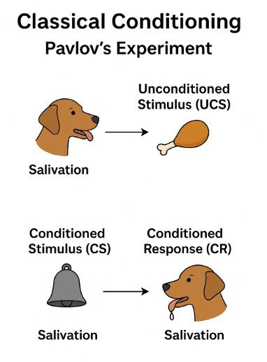 Classical Conditioning Pavlov's Experiment