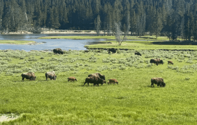 A herd of bison gather on the banks of the Lamar River, Yellowstone National Park.