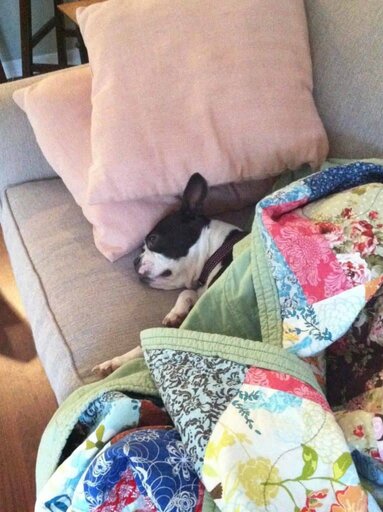 Why Do Boston Terriers Burrow? Boston Terrier Society