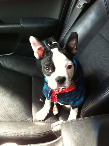 Owning A Boston Terrier: Danielle's Experience Buying Online & More.  How To Buy A Boston Terrier Online Review.  Boston Terrier Society.