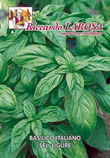 basilico italiano ligure