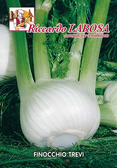 finocchio trevi